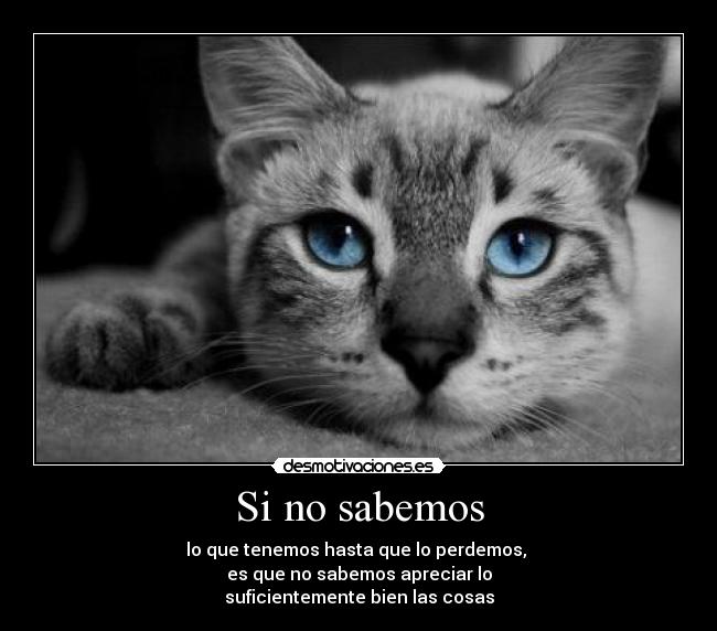 carteles gatito desmotivaciones apreciar twitter yendangerous desmotivaciones