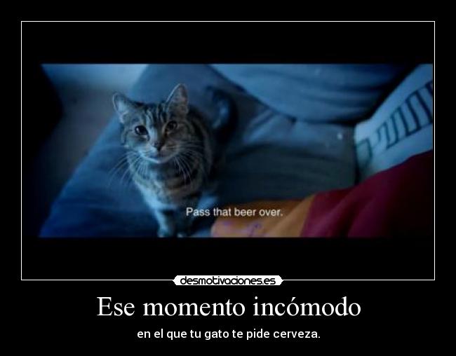 Ese momento incómodo - en el que tu gato te pide cerveza.