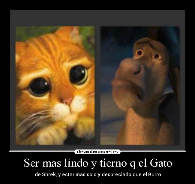 GATO TIERNO gato tierno: