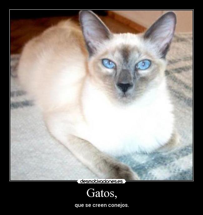 Gatos, - que se creen conejos.