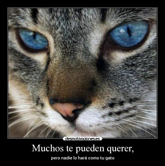 Muchos te pueden querer, - pero nadie lo hará como tu gato