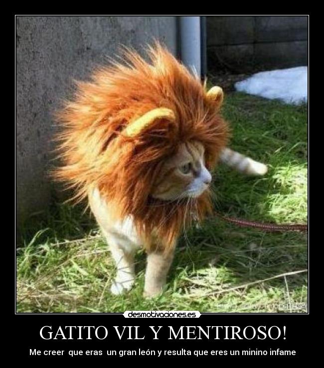 GATITO VIL Y MENTIROSO! -
