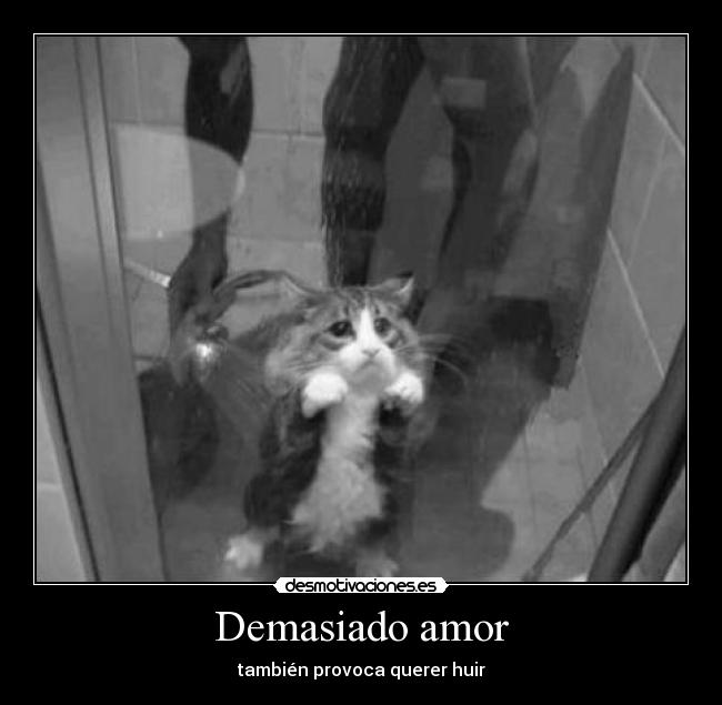 carteles amor mascota pobre gatito desmotivaciones