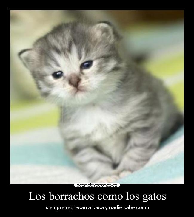 Los borrachos como los gatos -