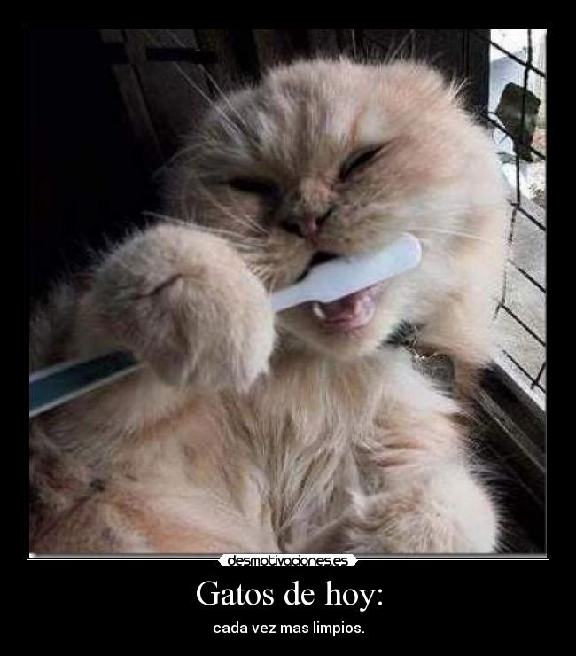 Gatos de hoy: - 