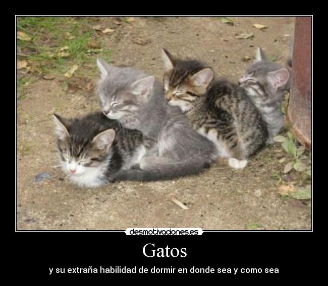 carteles gatos gatos dormir dondesea como sea habilidad desmotivaciones