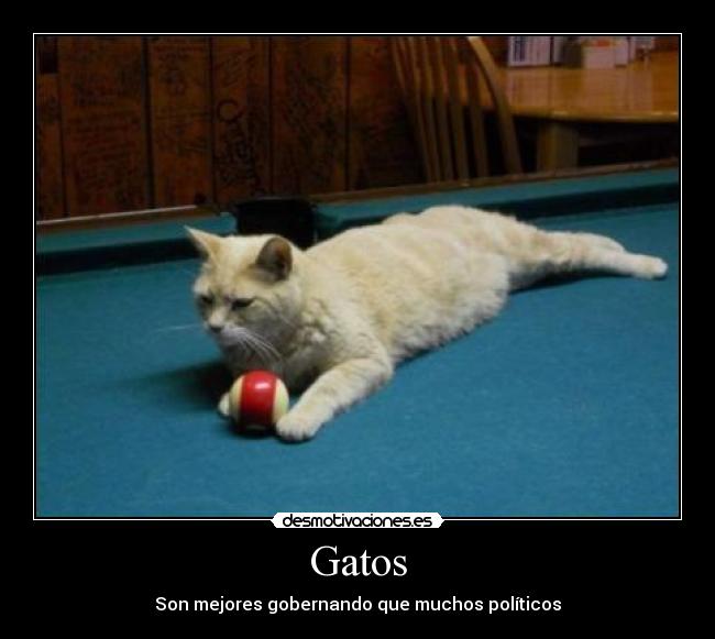 Gatos -