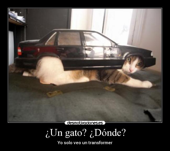¿Un gato? ¿Dónde? -