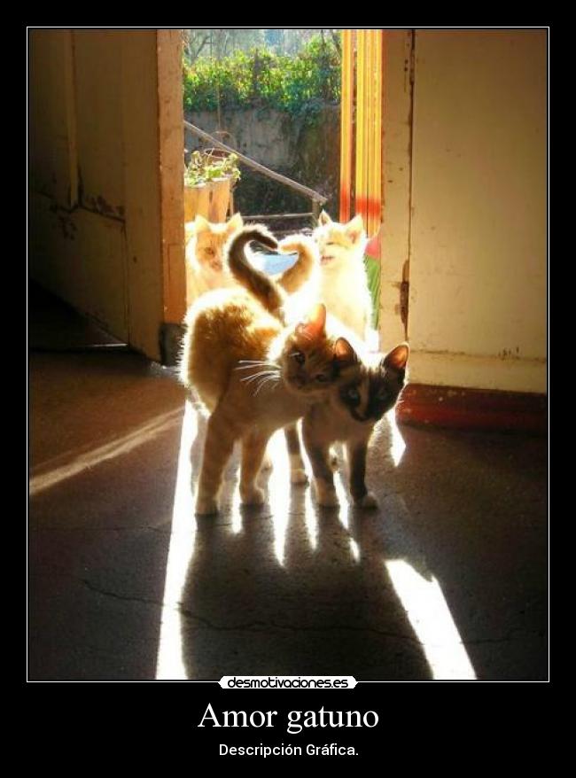 Amor gatuno -