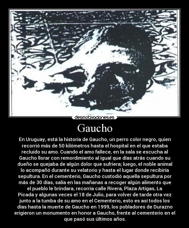 Gaucho - En Uruguay, está la historia de Gaucho, un perro color negro, quien
recorrió más de 50 kilómetros hasta el hospital en el que estaba
recluido su amo. Cuando el amo fallece, en la sala se escucha al
Gaucho llorar con remordimiento al igual que días atrás cuando su
dueño se quejaba de algún dolor que sufriera; luego, el noble animal
lo acompañó durante su velatorio y hasta el lugar donde recibiría
sepultura. En el cementerio, Gaucho custodió aquella sepultura por
más de 30 días, salía en las mañanas a recoger algún alimento que
el pueblo le brindara, recorría calle Rivera, Plaza Artigas, La
Picada y algunas veces el 18 de Julio, para volver de tarde otra vez
junto a la tumba de su amo en el Cementerio, esto es así todos los
días hasta la muerte de Gaucho en 1999, los pobladores de Durazno
erigieron un monumento en honor a Gaucho, frente al cementerio en el
que pasó sus últimos años.