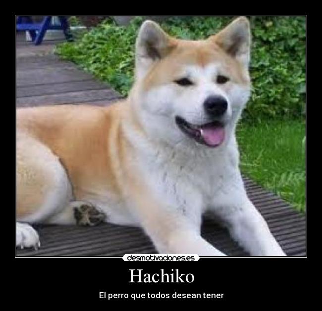 Hachiko -