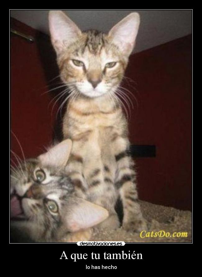 A que tu también - lo has hecho