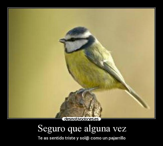 Seguro que alguna vez - Te as sentido triste y sol@ como un pajarrillo