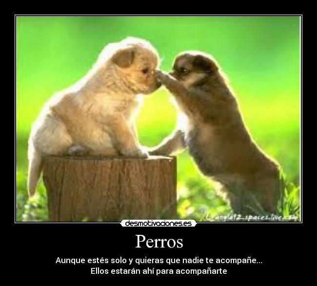 carteles perros los amo desmotivaciones