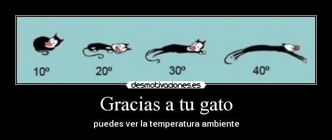 Gracias a tu gato -
