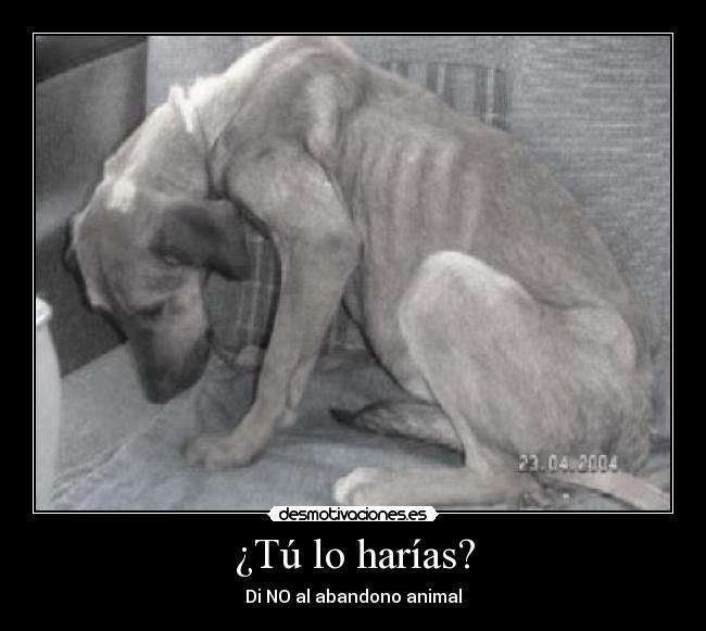 ¿Tú lo harías? - Di NO al abandono animal
