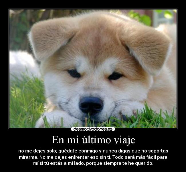 carteles los diez mandamientos perro desmotivaciones