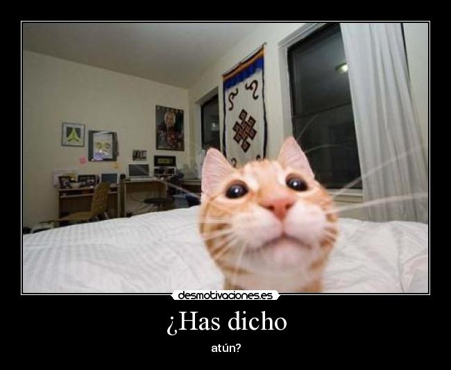 ¿Has dicho -