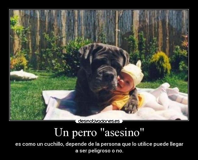 Un perro asesino - es como un cuchillo, depende de la persona que lo utilice puede llegar
a ser peligroso o no.