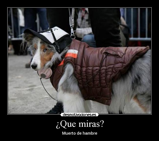 ¿Que miras? - Muerto de hambre