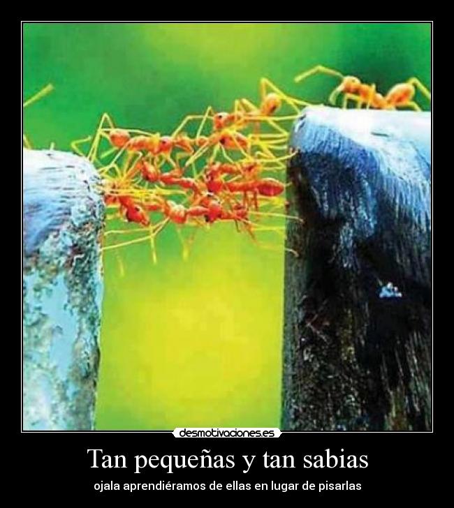 Tan pequeñas y tan sabias - ojala aprendiéramos de ellas en lugar de pisarlas