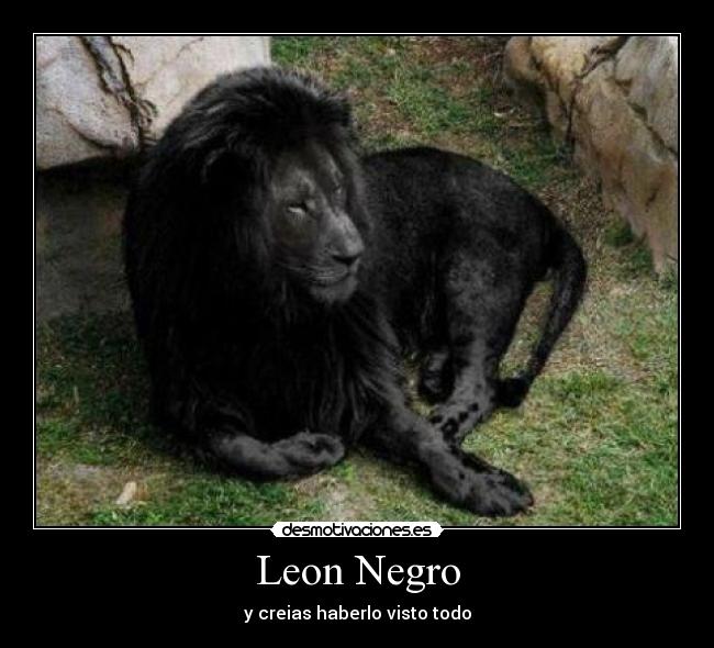Leon Negro -