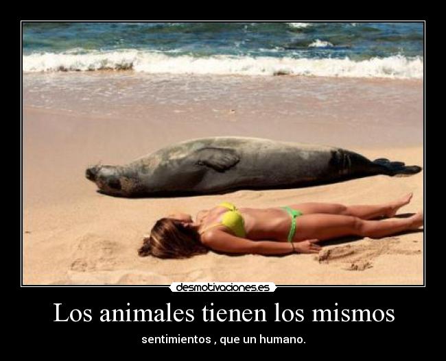 Los animales tienen los mismos -