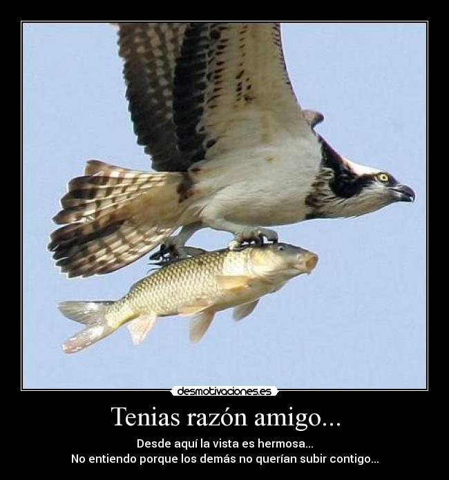 Tenias razón amigo... -