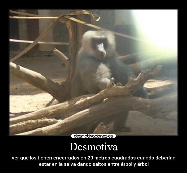 Desmotiva - ver que los tienen encerrados en 20 metros cuadrados cuando deberían
estar en la selva dando saltos entre árbol y árbol