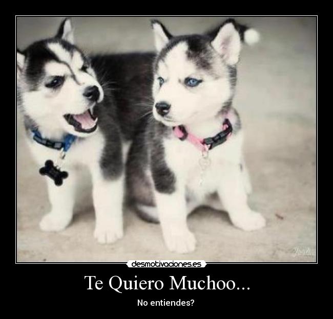 Te Quiero Muchoo... - No entiendes?