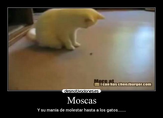 Moscas - Y su manía de molestar hasta a los gatos........