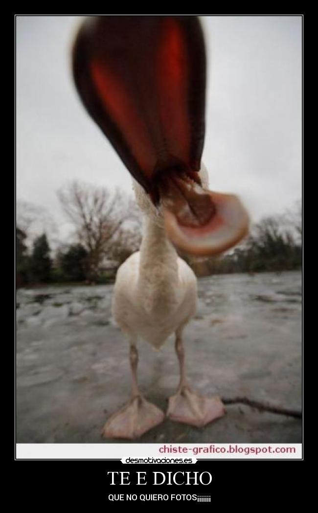 carteles pato cabreado desmotivaciones