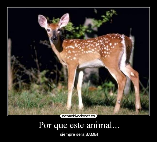 Por que este animal... - siempre sera BAMBI