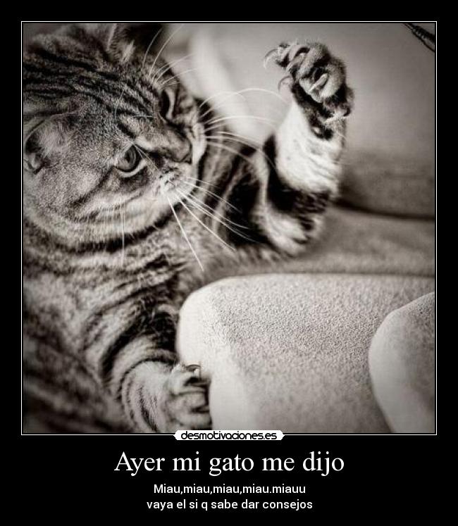 Ayer mi gato me dijo - Miau,miau,miau,miau.miauu
vaya el si q sabe dar consejos