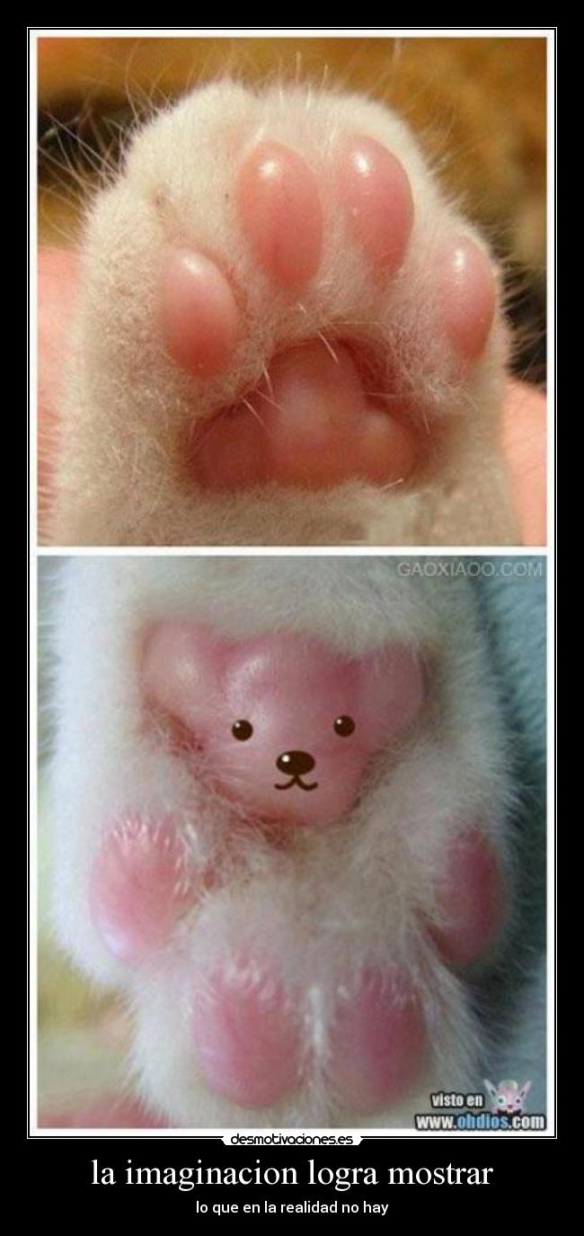 la imaginacion logra mostrar -