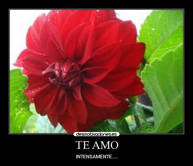 TE AMO -