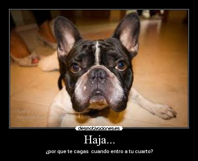 carteles sospecha pregunta perro desmotivaciones