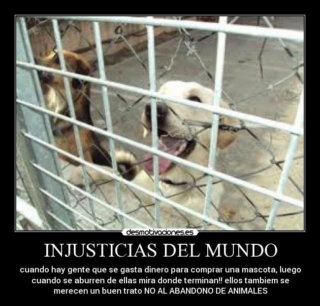 INJUSTICIAS DEL MUNDO - cuando hay gente que se gasta dinero para comprar una mascota, luego
cuando se aburren de ellas mira donde terminan!! ellos tambiem se
merecen un buen trato NO AL ABANDONO DE ANIMALES