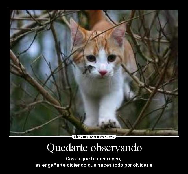 Quedarte observando - Cosas que te destruyen,
es engañarte diciendo que haces todo por olvidarle.