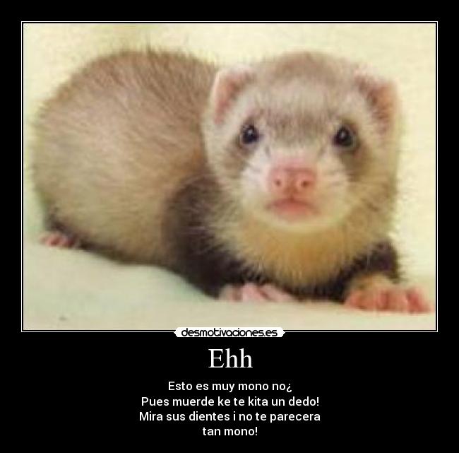 Ehh - Esto es muy mono no¿
Pues muerde ke te kita un dedo!
Mira sus dientes i no te parecera
tan mono!