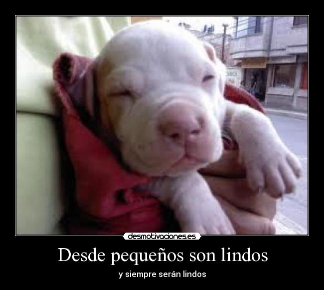 carteles perros lindos desmotivaciones