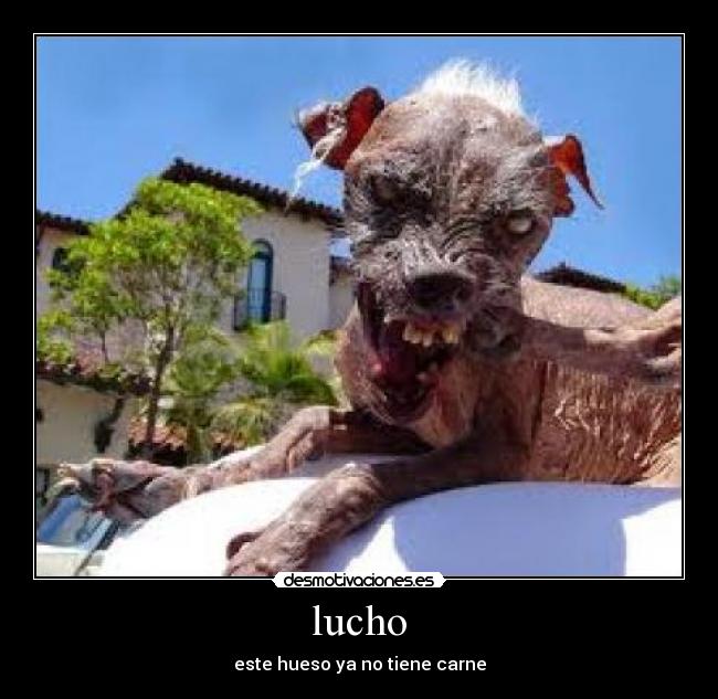 lucho -