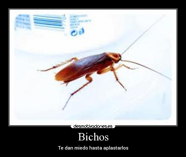 Bichos - Te dan miedo hasta aplastarlos
