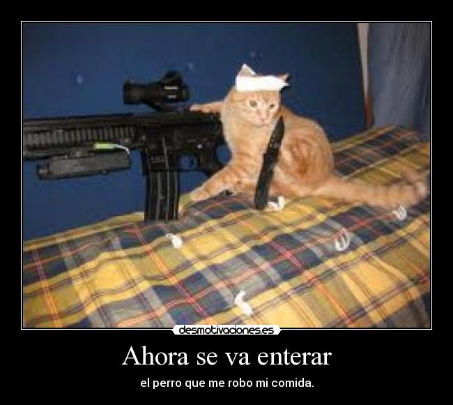 Ahora se va enterar - el perro que me robo mi comida.