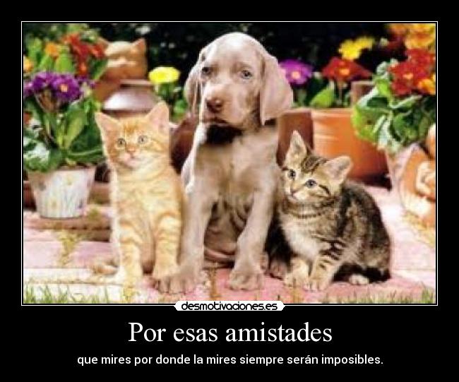 Por esas amistades - que mires por donde la mires siempre serán imposibles.