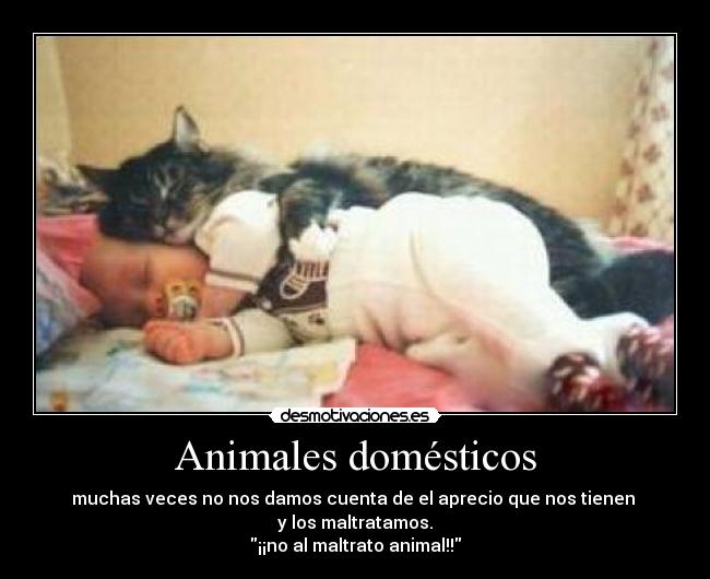 Animales domésticos - muchas veces no nos damos cuenta de el aprecio que nos tienen 
y los maltratamos.
¡¡no al maltrato animal!!