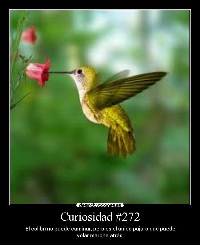 Curiosidad #272 - 