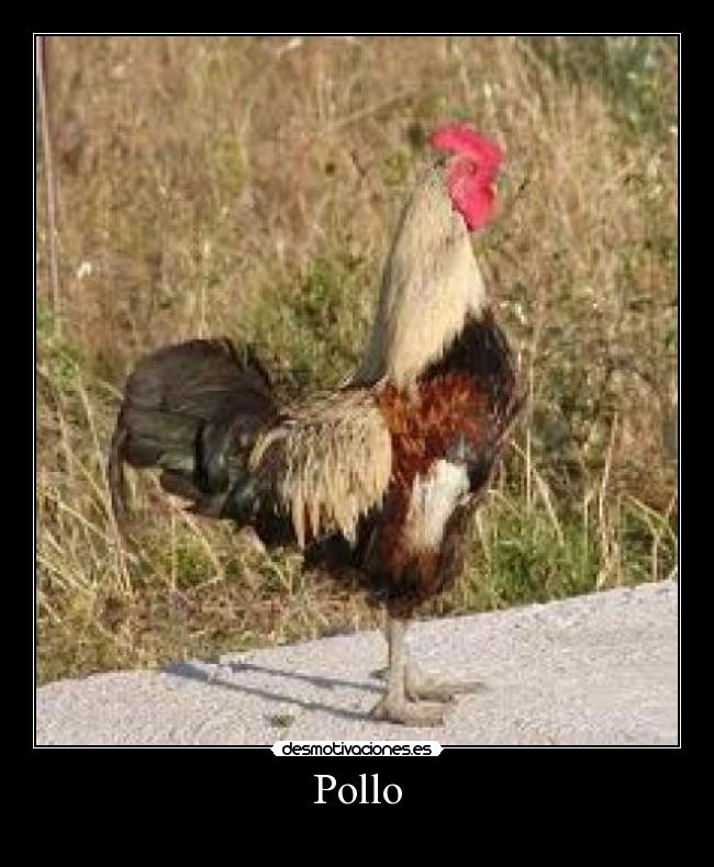 Pollo - 