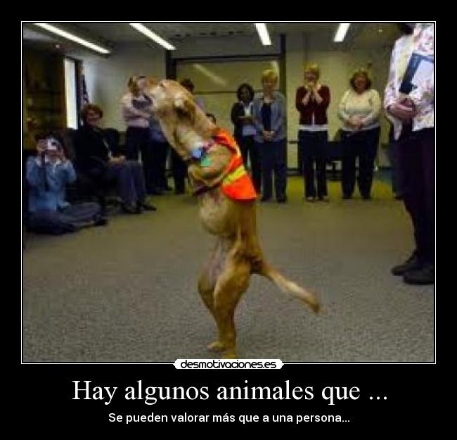 Hay algunos animales que ... - Se pueden valorar más que a una persona...