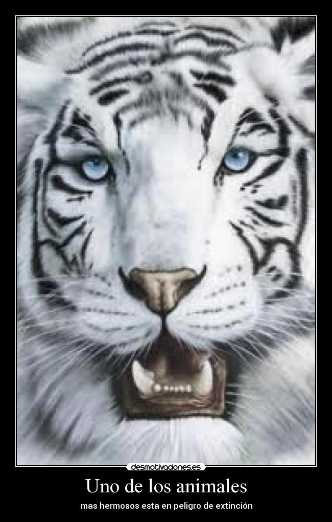 Uno de los animales -